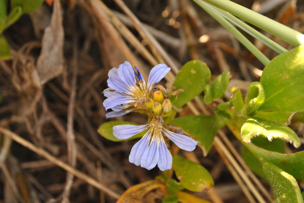 Scaevola calendulacea (hero image)