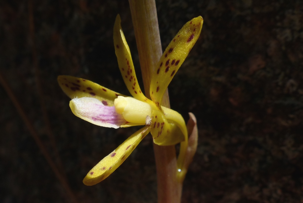 Dipodium interaneum (hero image)