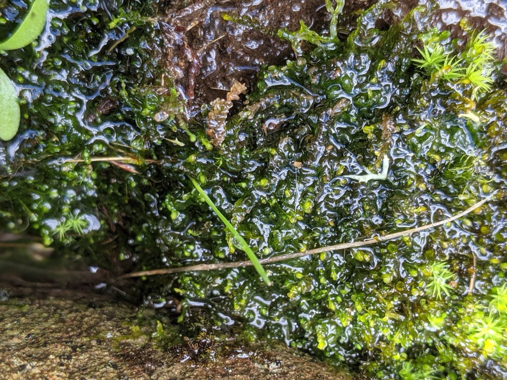 Solenostoma (hero image)