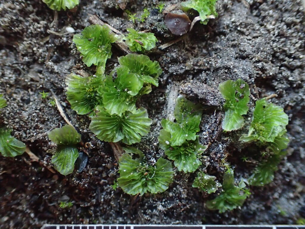 Petalophyllaceae (hero image)