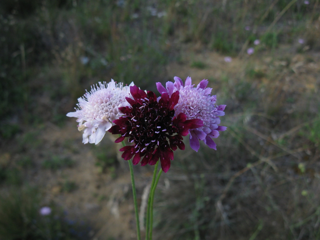 Dipsacaceae (hero image)