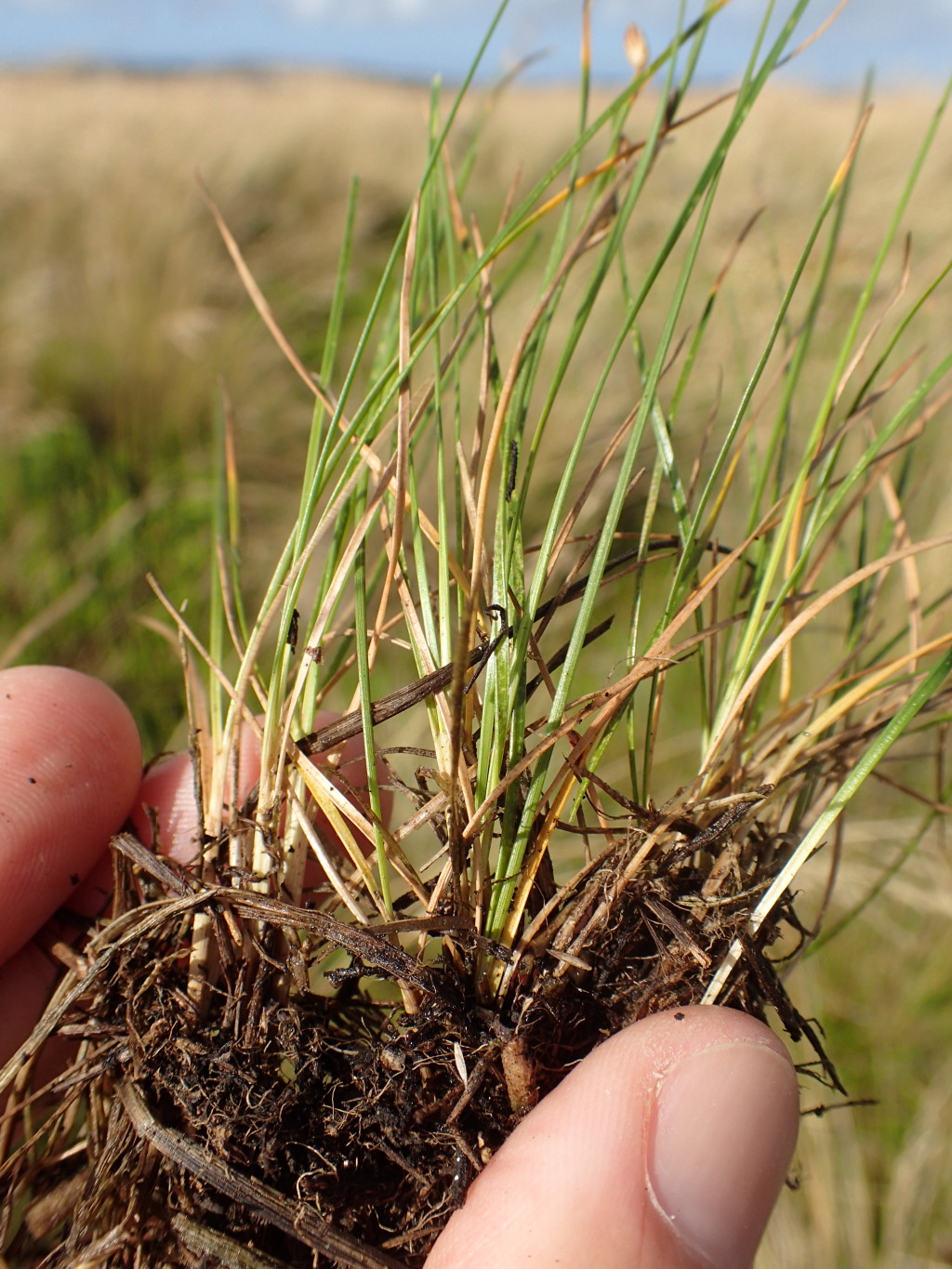 Juncus revolutus (hero image)