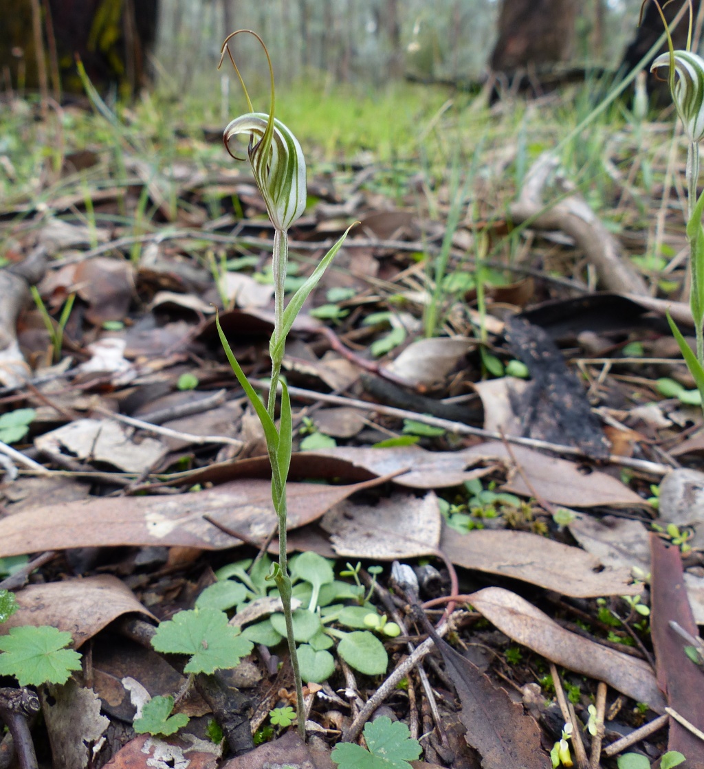 Pterostylis striata (hero image)