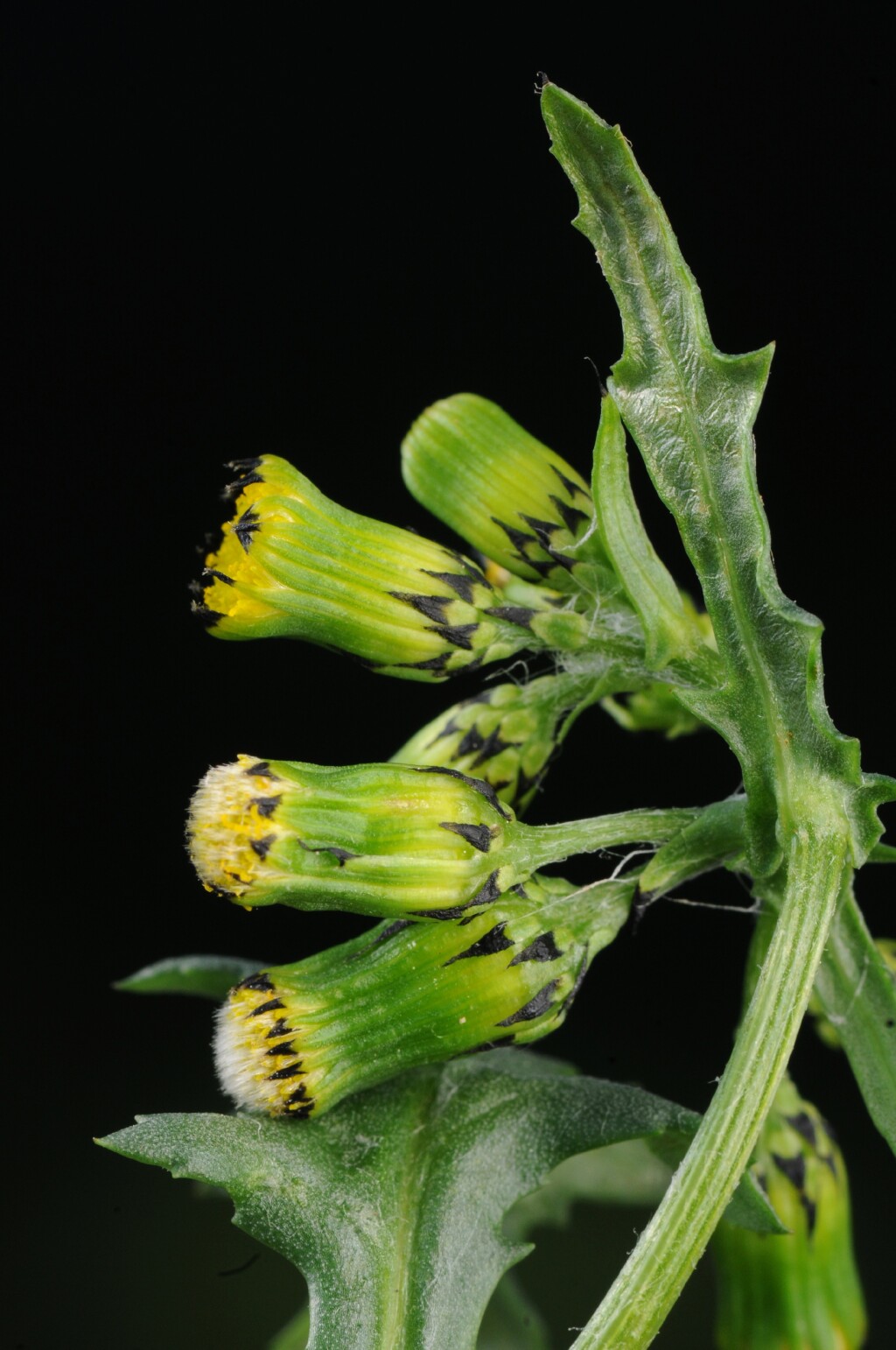 Senecio vulgaris (hero image)