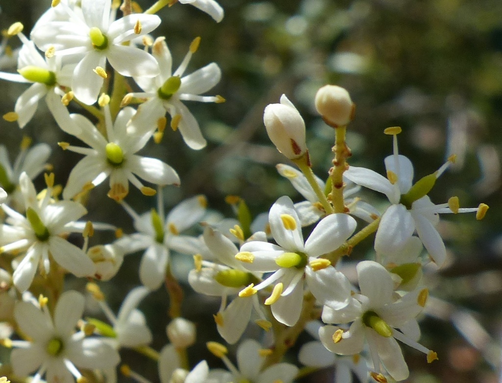 Bursaria spinosa subsp. lasiophylla (hero image)