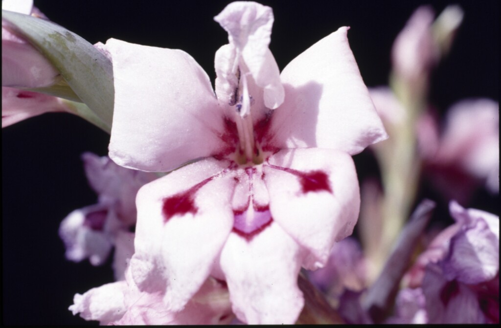 Gladiolus carneus (hero image)