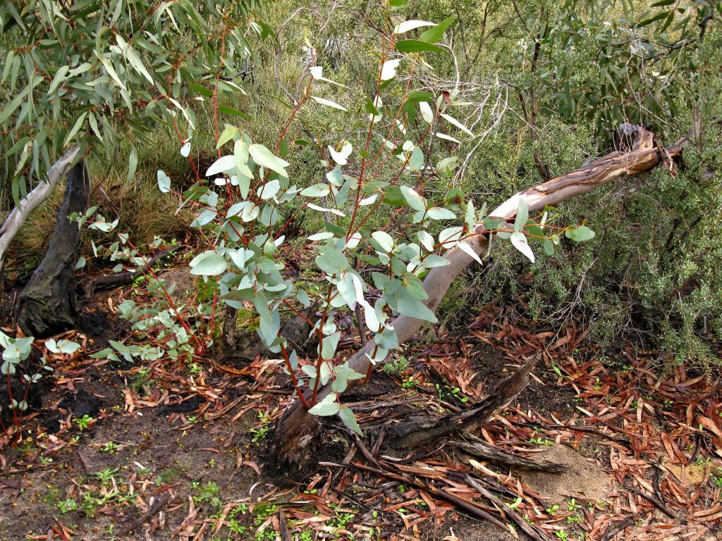 Eucalyptus leucoxylon subsp. stephaniae (hero image)