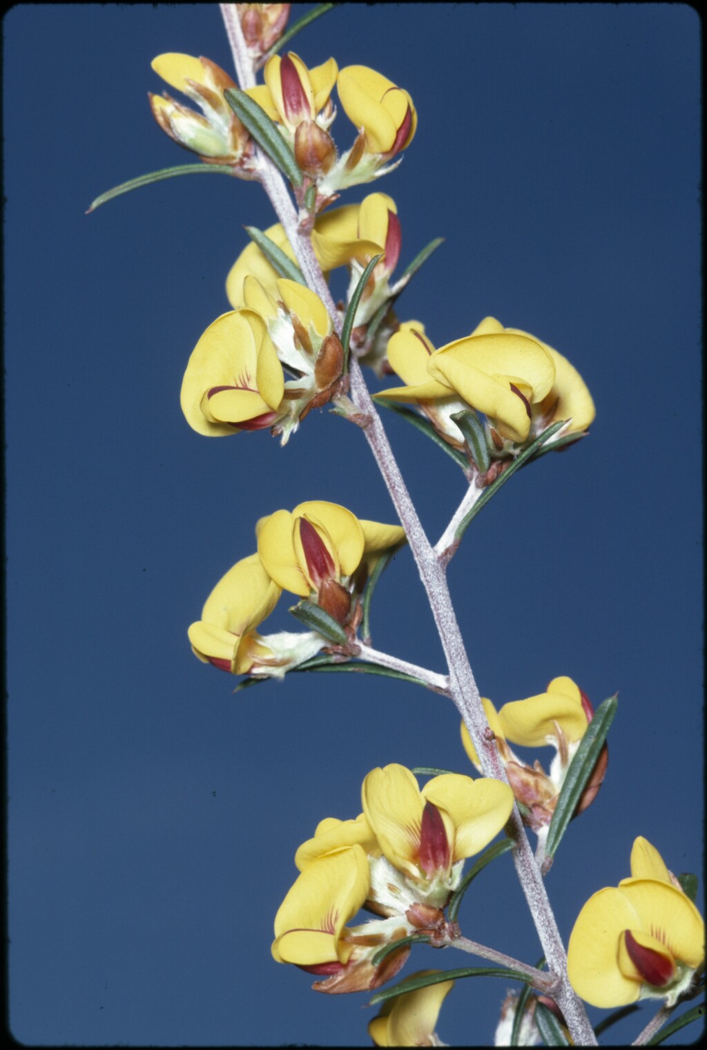 Pultenaea benthamii (hero image)