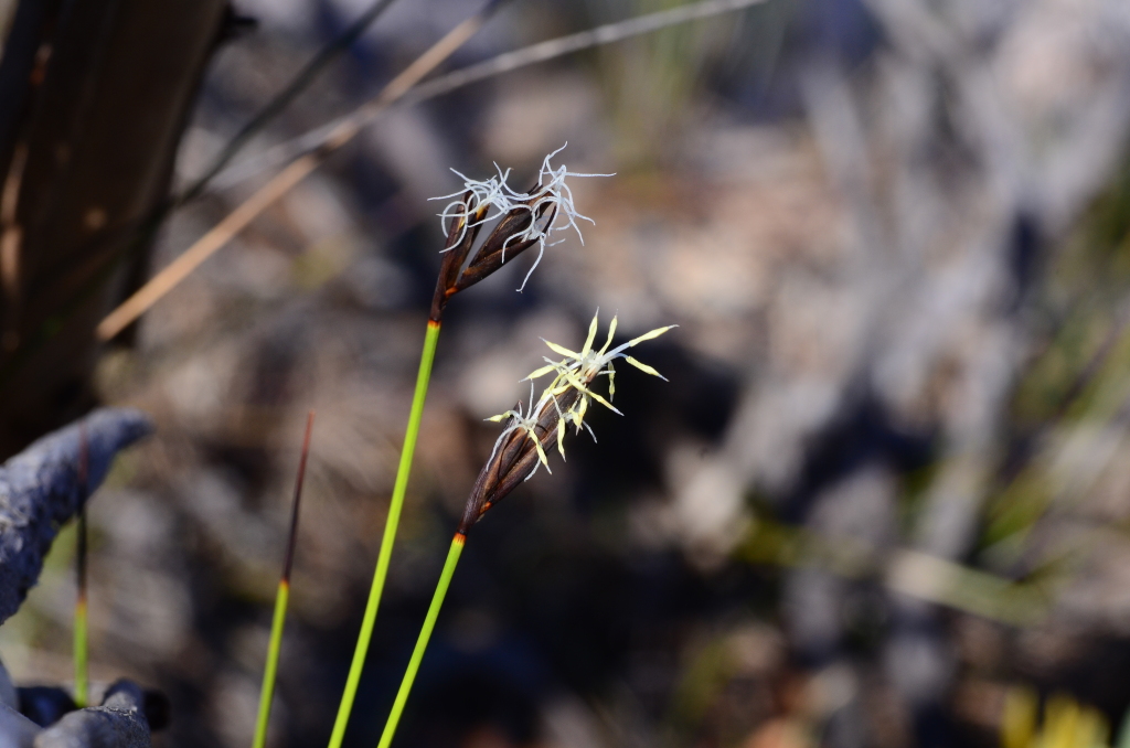 Lepidosperma carphoides (hero image)