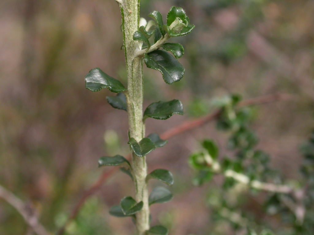 Ozothamnus obcordatus (hero image)