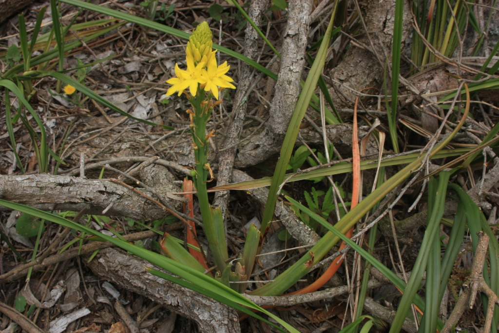 Bulbine crassa (hero image)