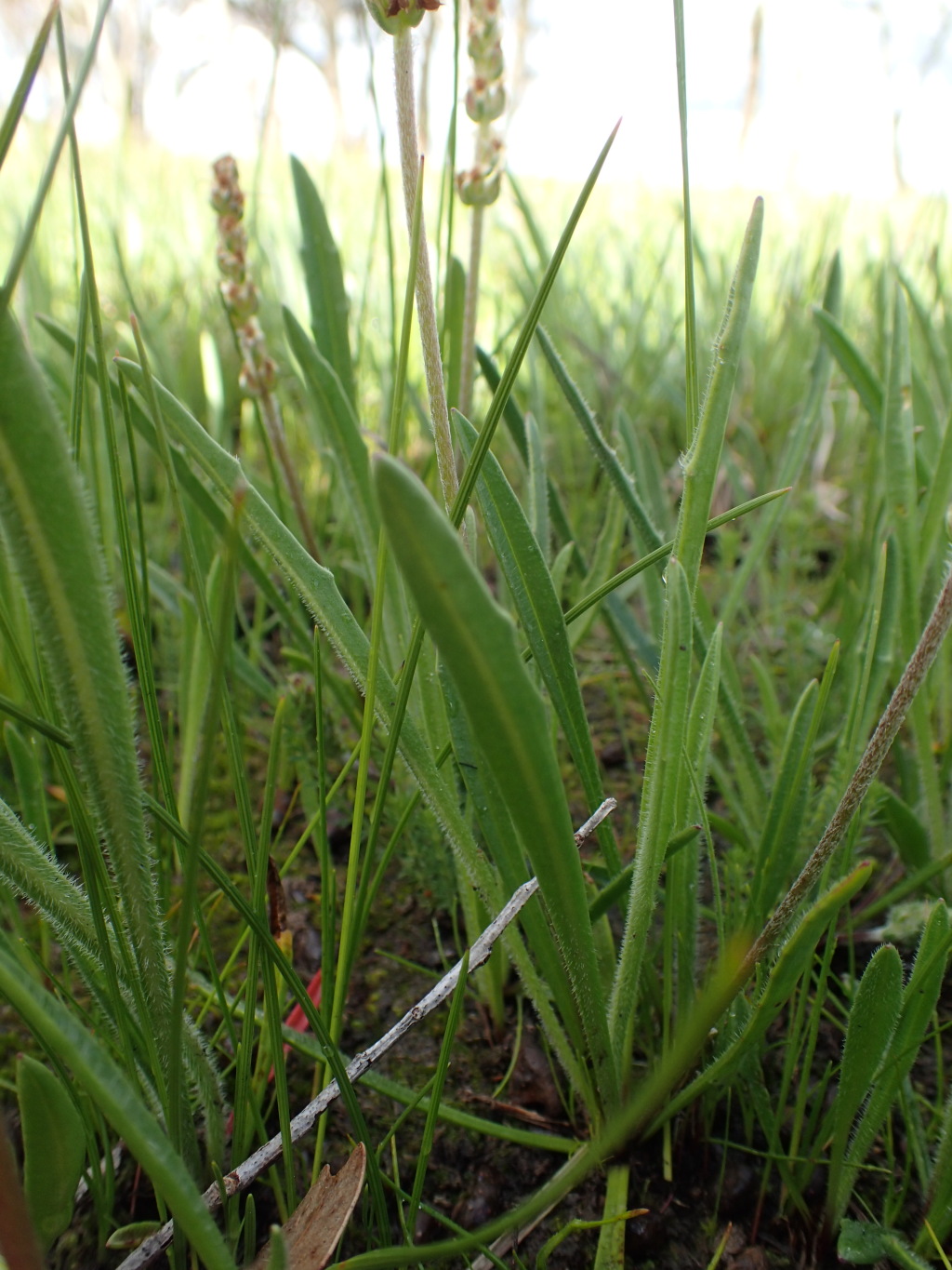 Plantago gaudichaudii (hero image)