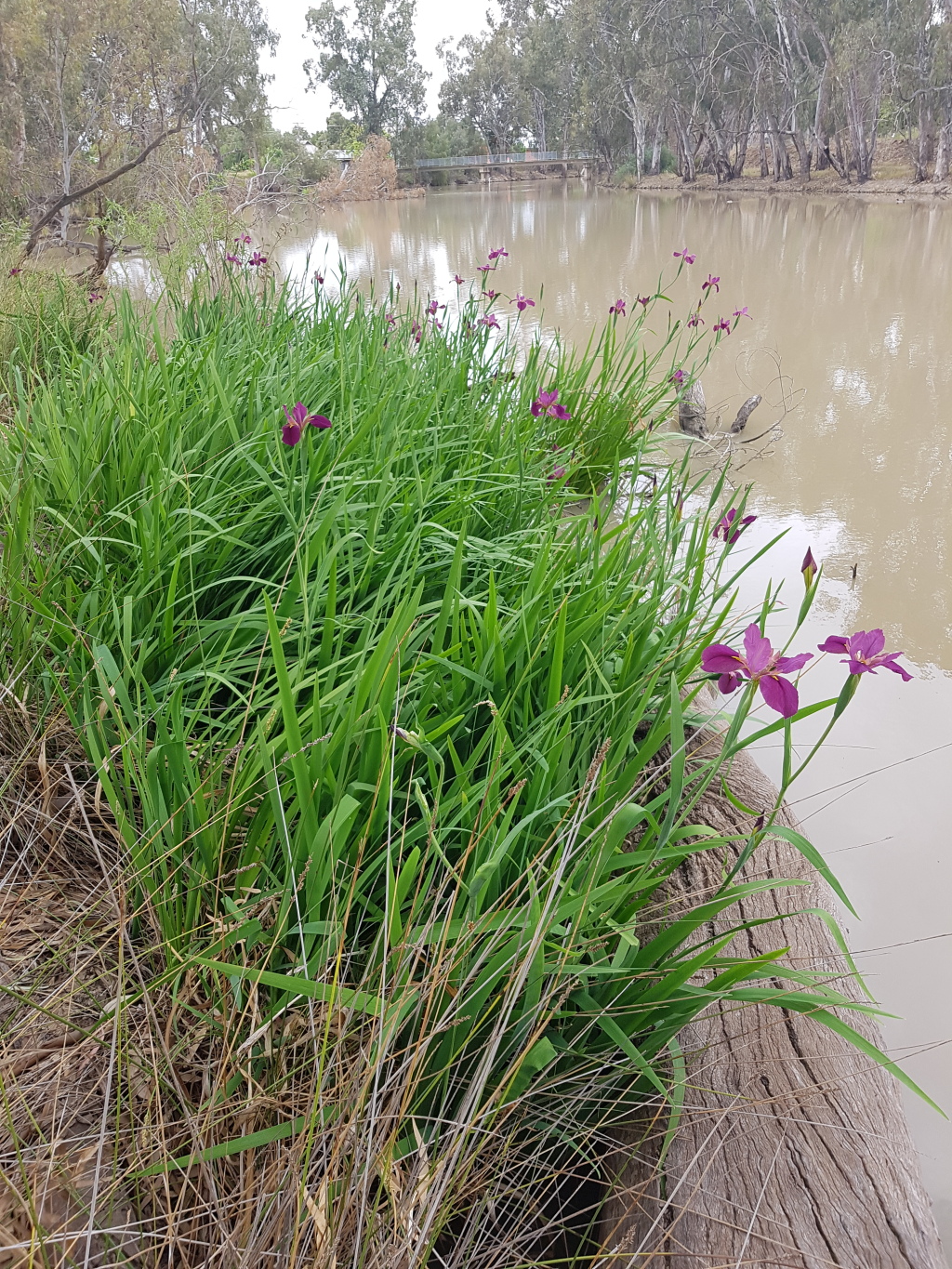 Iris Louisiana hybrid (hero image)