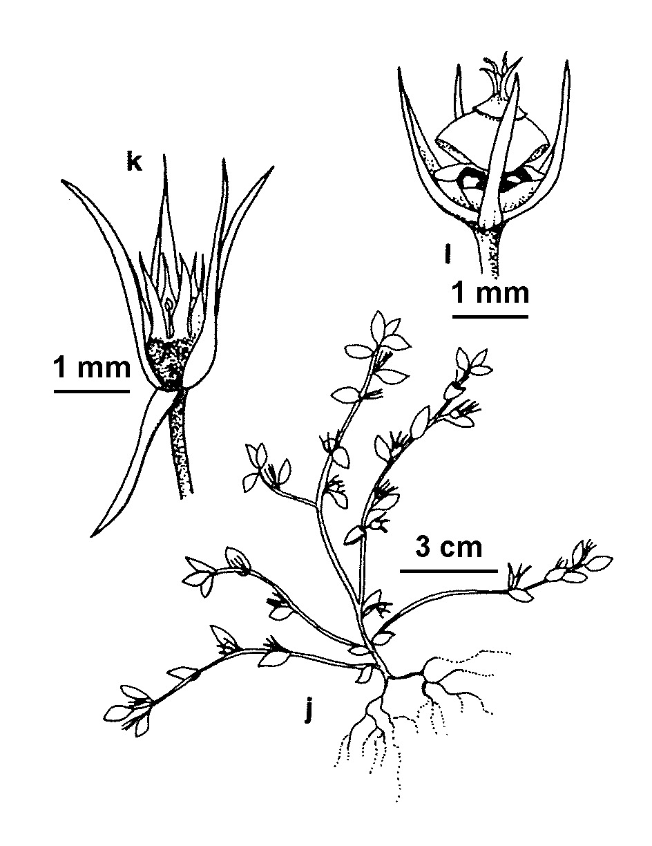 Lysimachia minima (hero image)