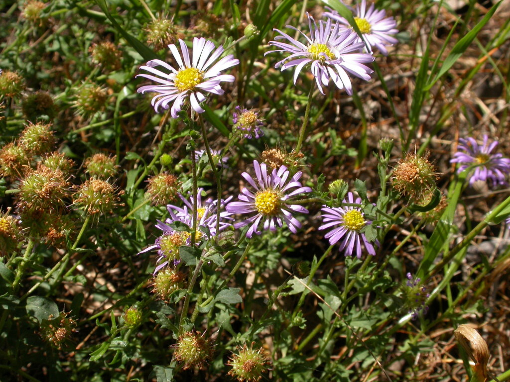 Calotis cuneifolia (hero image)