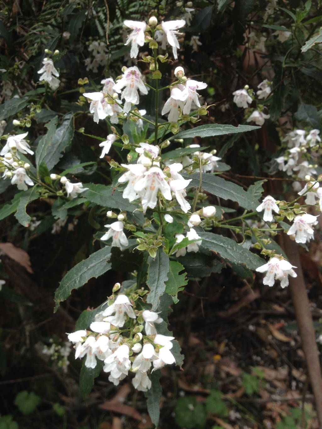 Prostanthera lasianthos var. lasianthos (hero image)