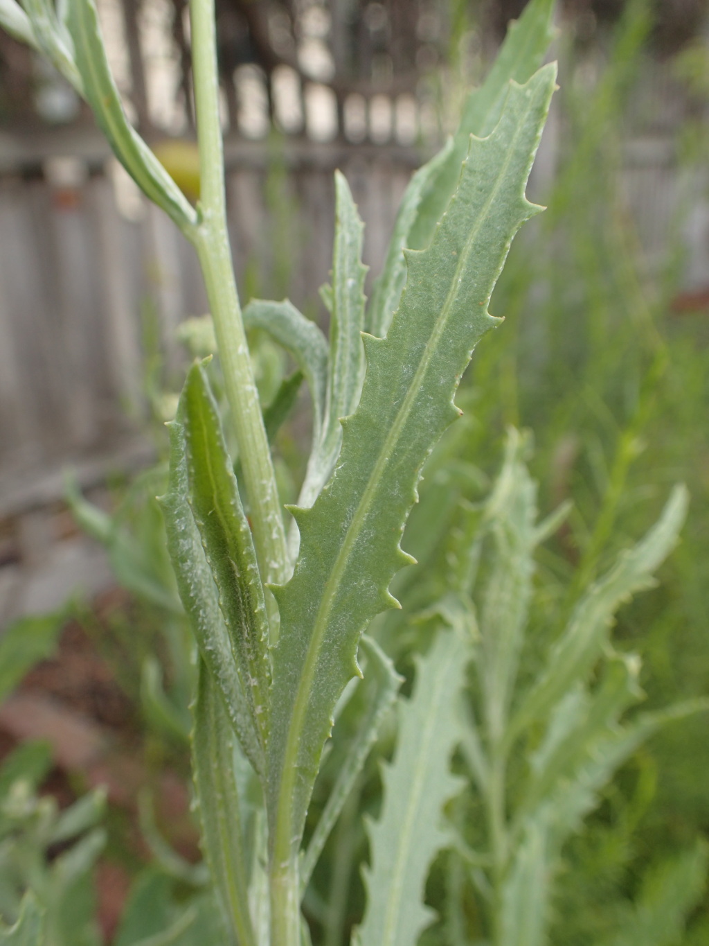 Senecio lanibracteus (hero image)