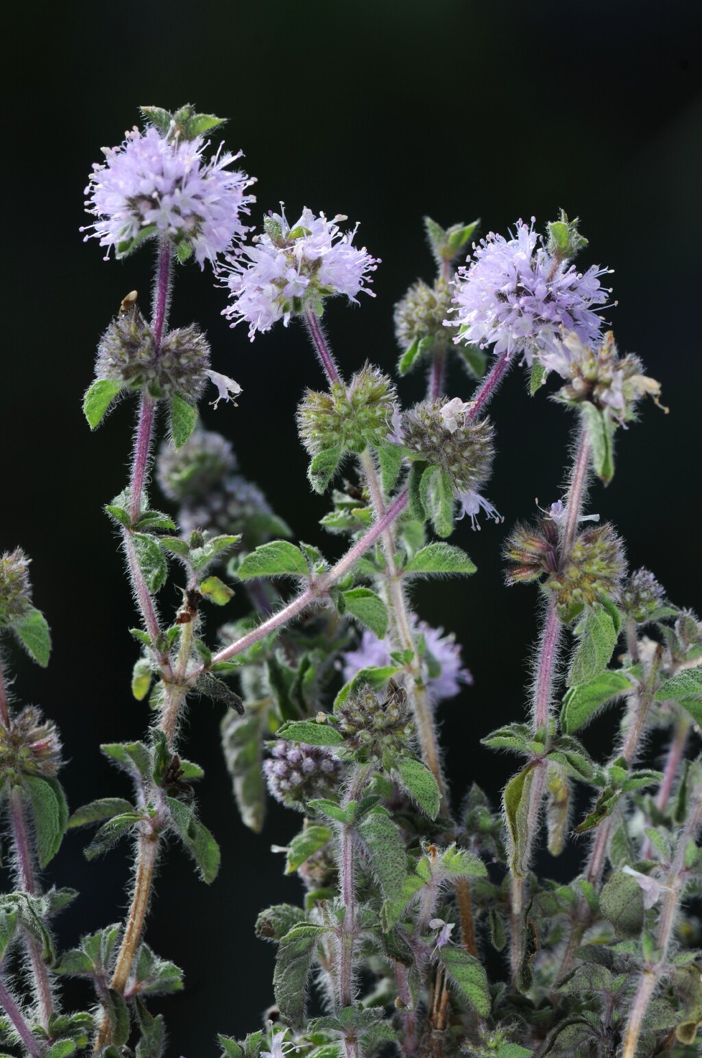 Mentha pulegium (hero image)