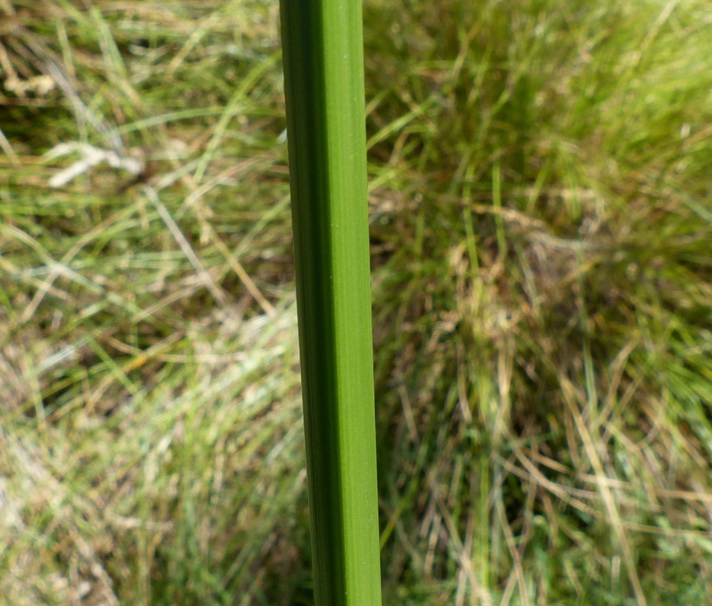 Cyperus exaltatus (hero image)