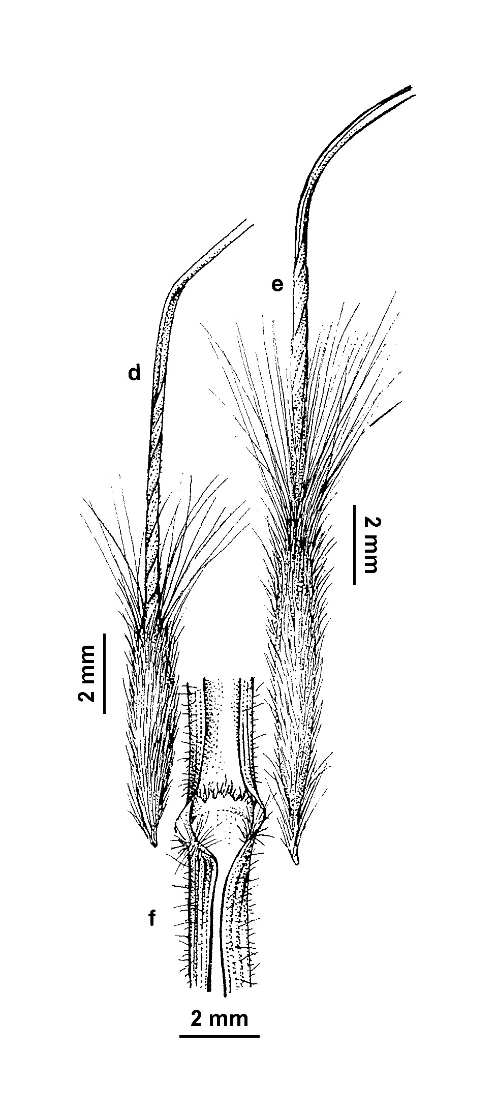 Austrostipa blackii (hero image)