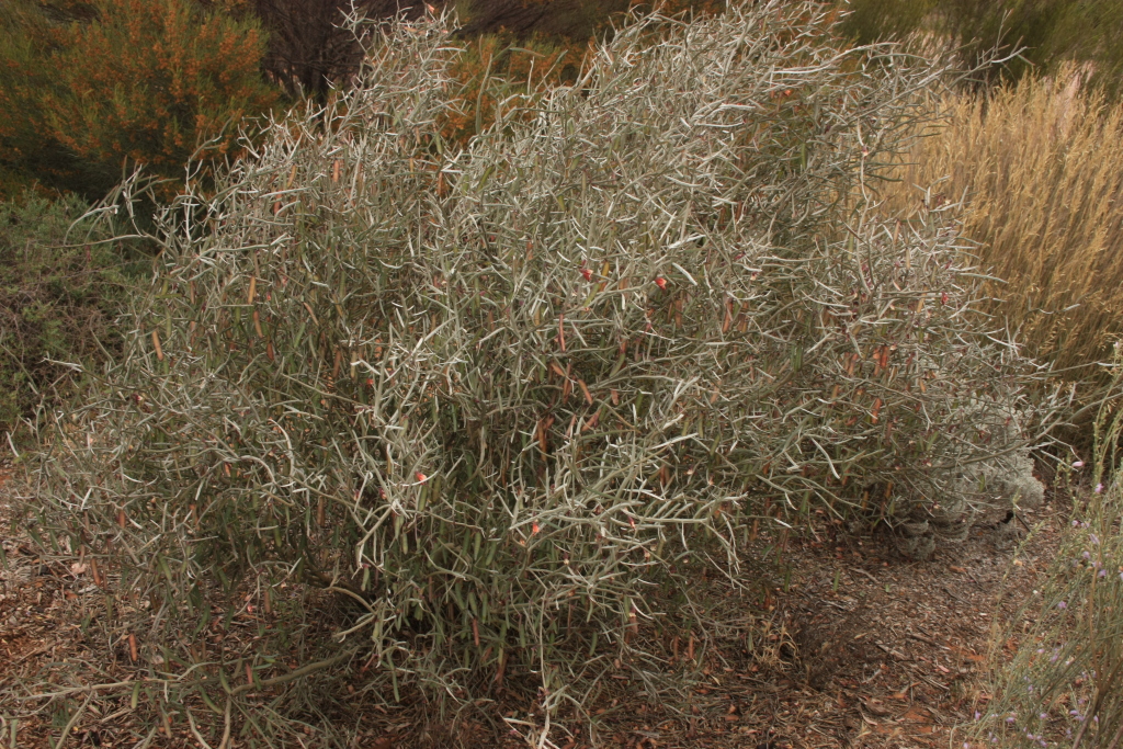 Bossiaea walkeri (hero image)