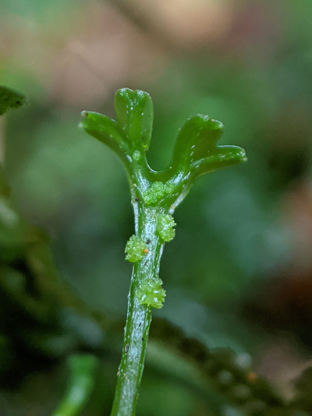 Hymenophyton (hero image)