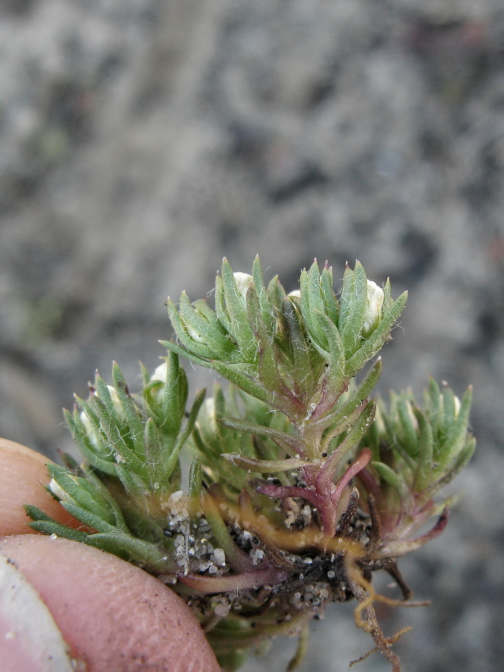 Hyalosperma demissum (hero image)