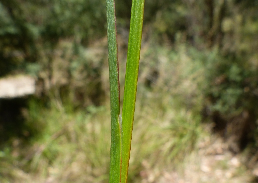 Juncus prismatocarpus subsp. prismatocarpus (hero image)