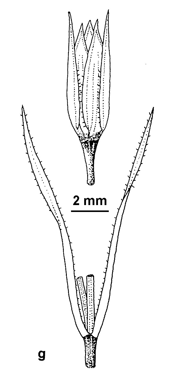 Stellaria graminea (hero image)