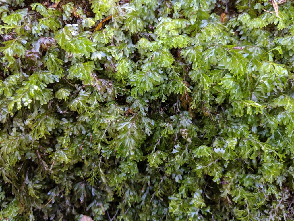 Hymenophyllum rarum (hero image)