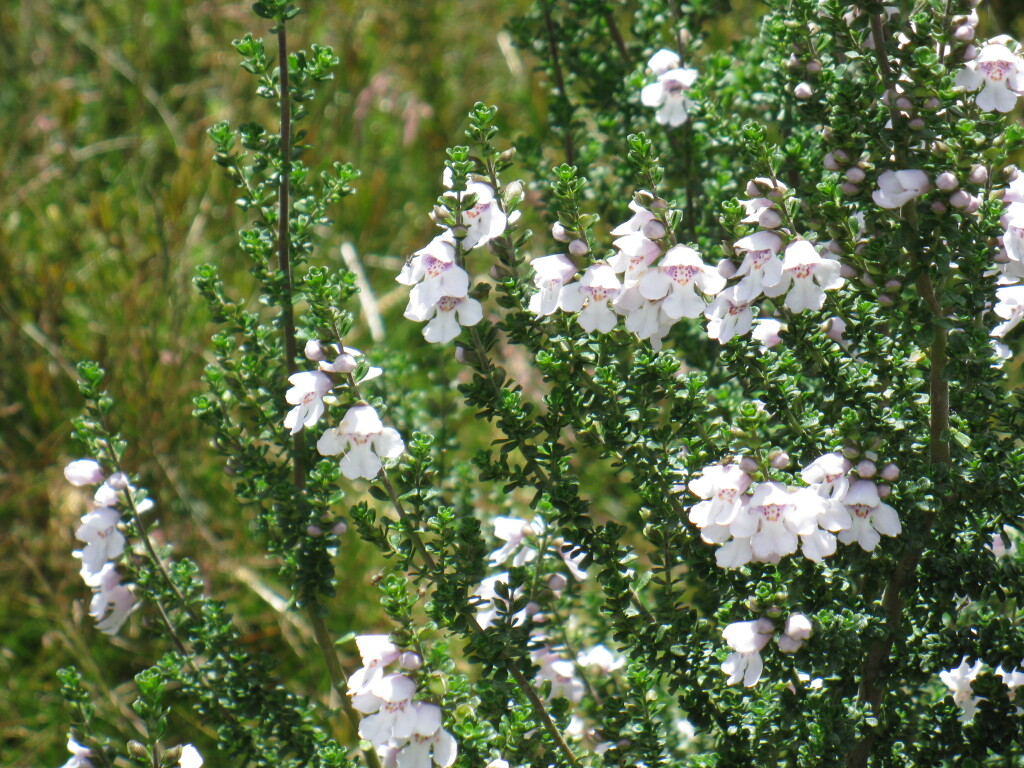 Prostanthera cuneata (hero image)