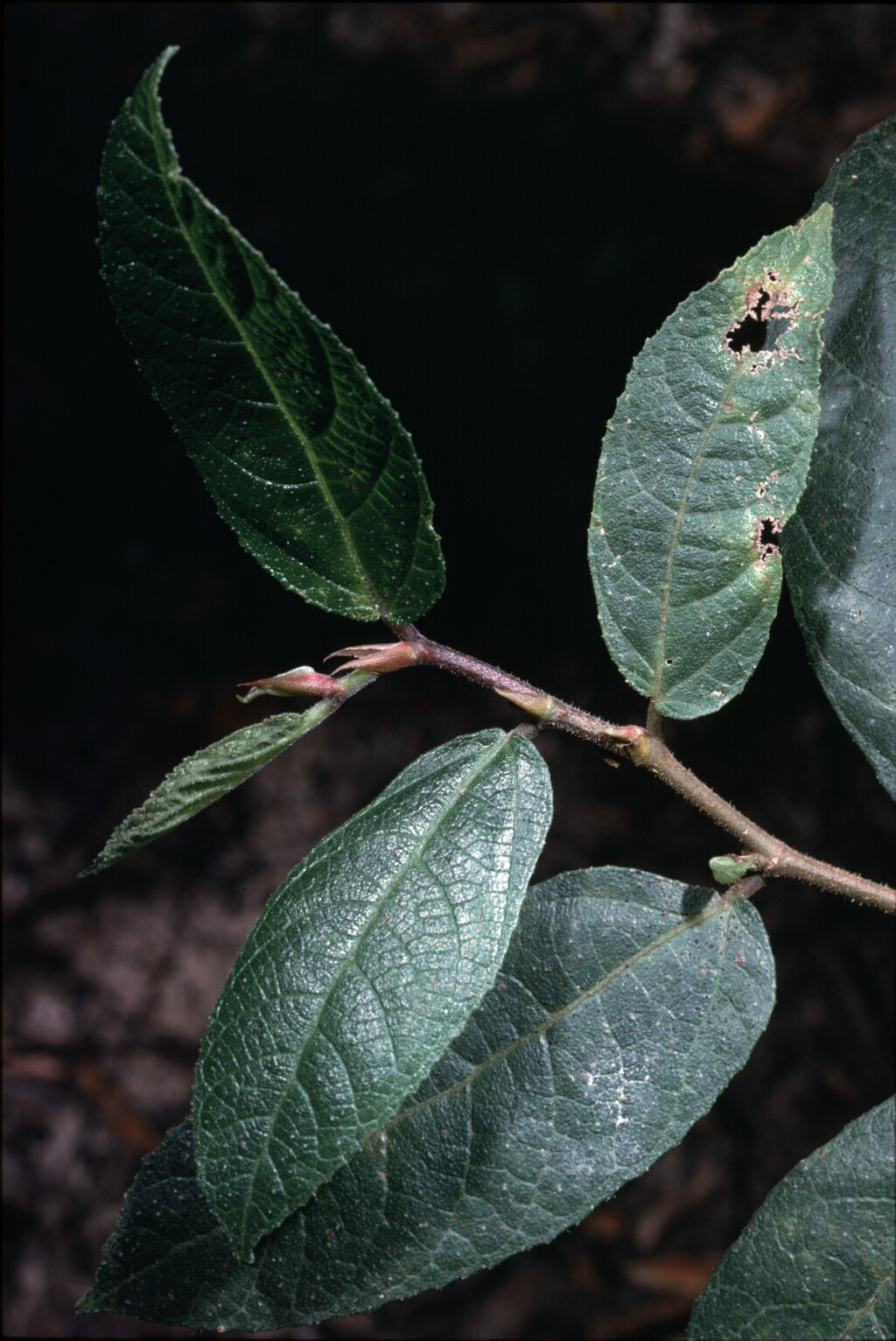 Ficus coronata (hero image)