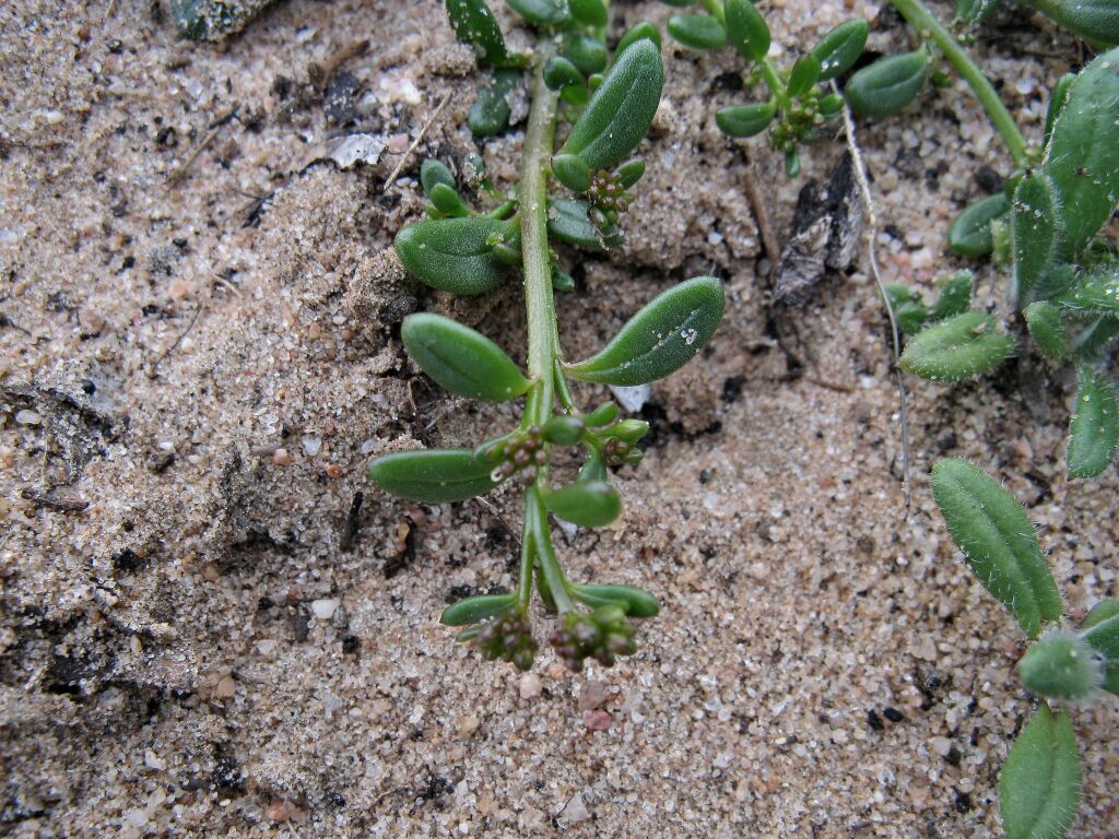 Calandrinia corrigioloides (hero image)