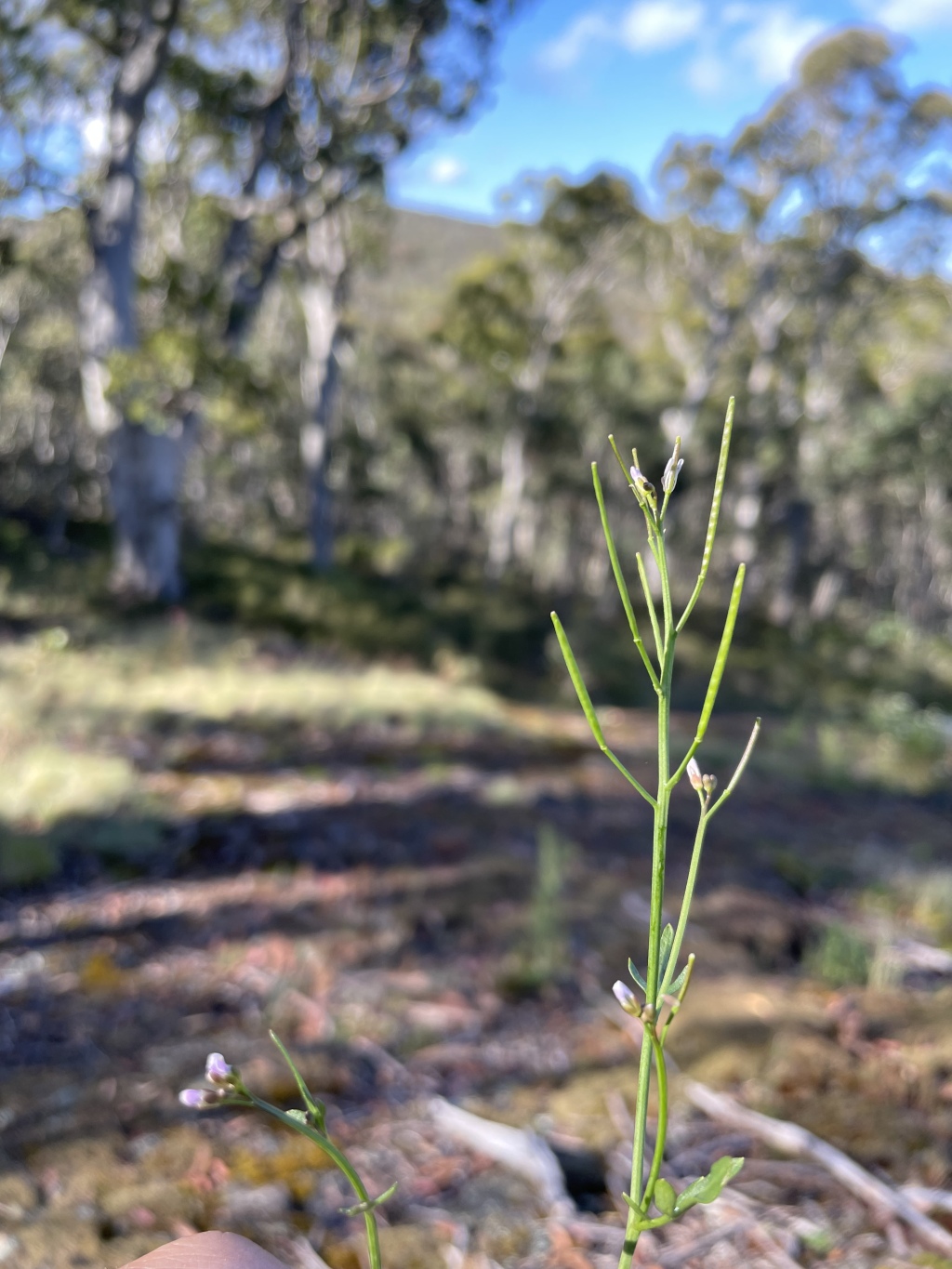 Cardamine papillata (hero image)