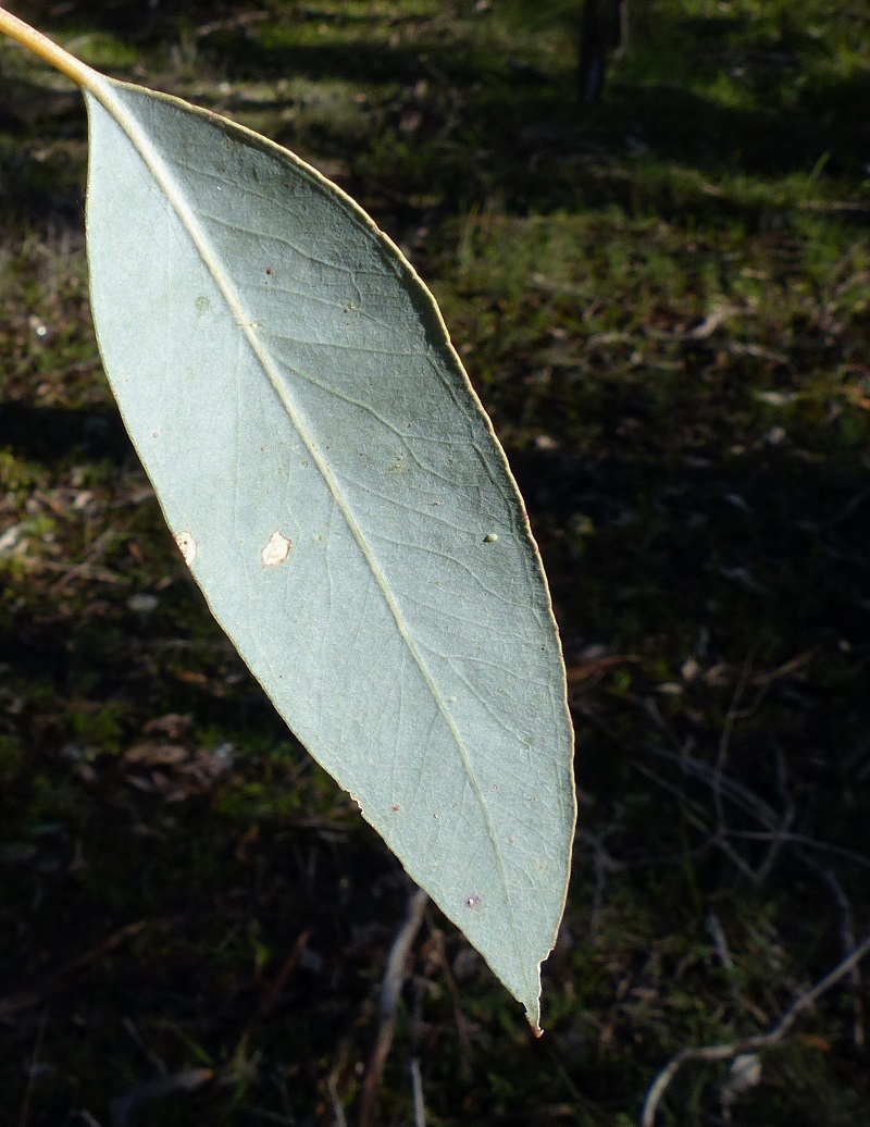 Eucalyptus blakelyi (hero image)