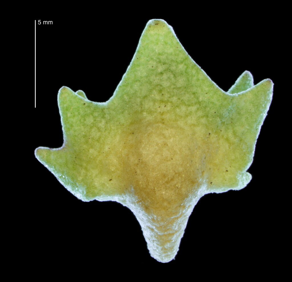 Atriplex cinerea (hero image)