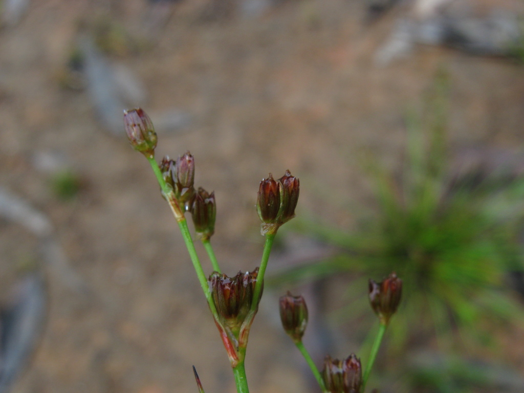 Juncus oxycarpus (hero image)