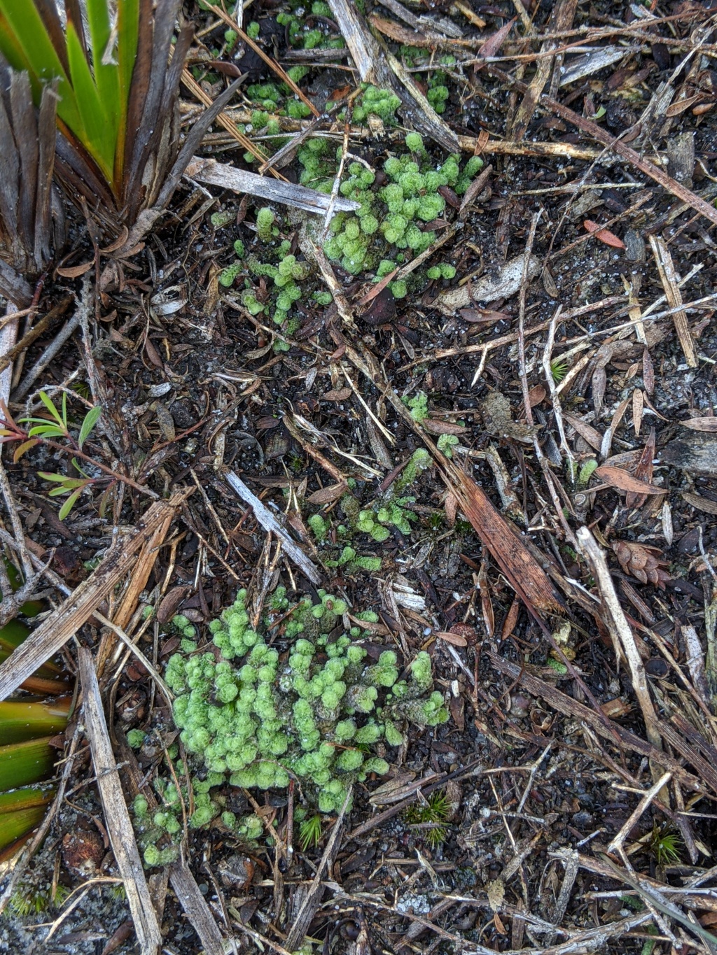 Chaetophyllopsis whiteleggei (hero image)