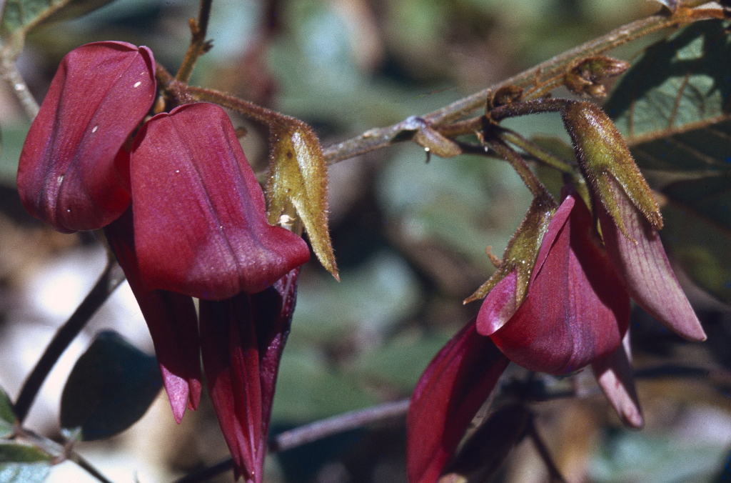 Kennedia rubicunda (hero image)