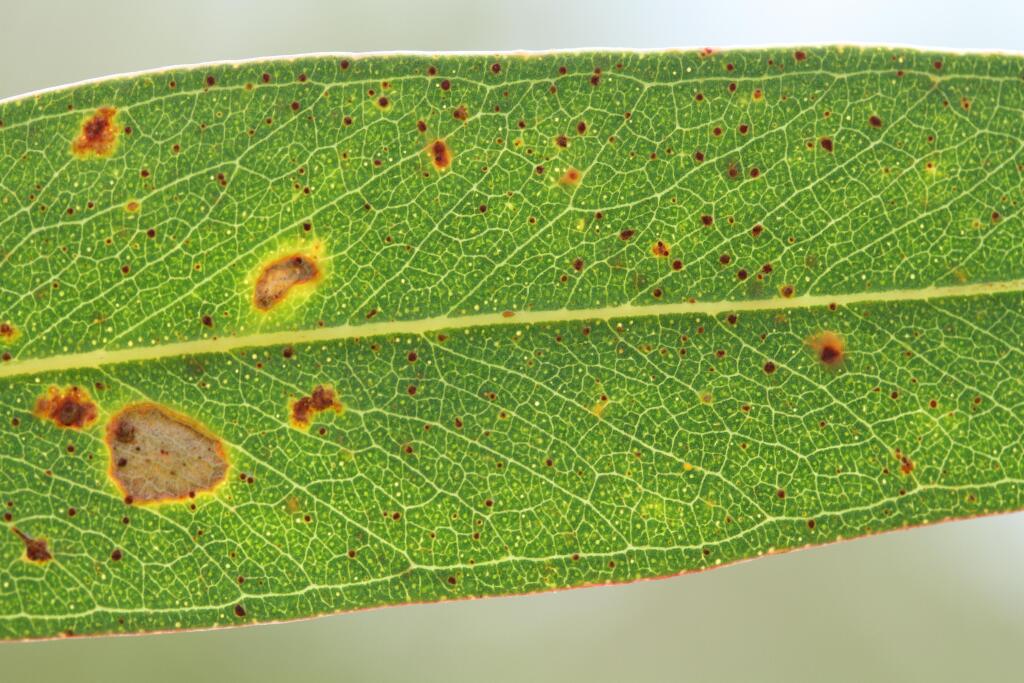 Eucalyptus viminalis subsp. pryoriana (hero image)