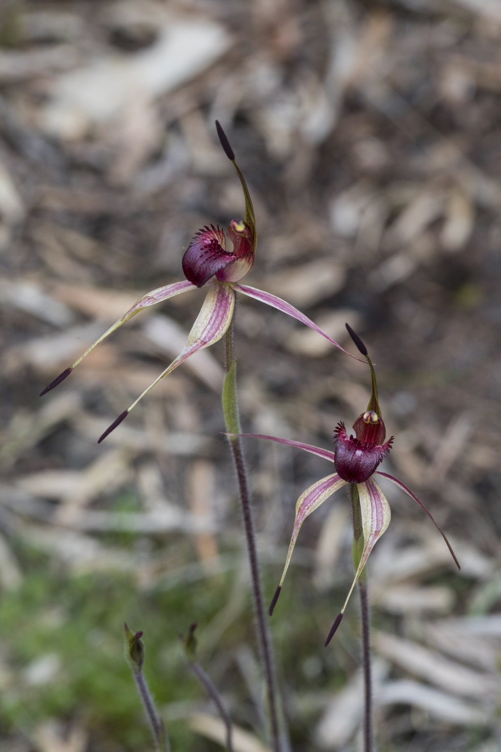 Caladenia robinsonii (hero image)