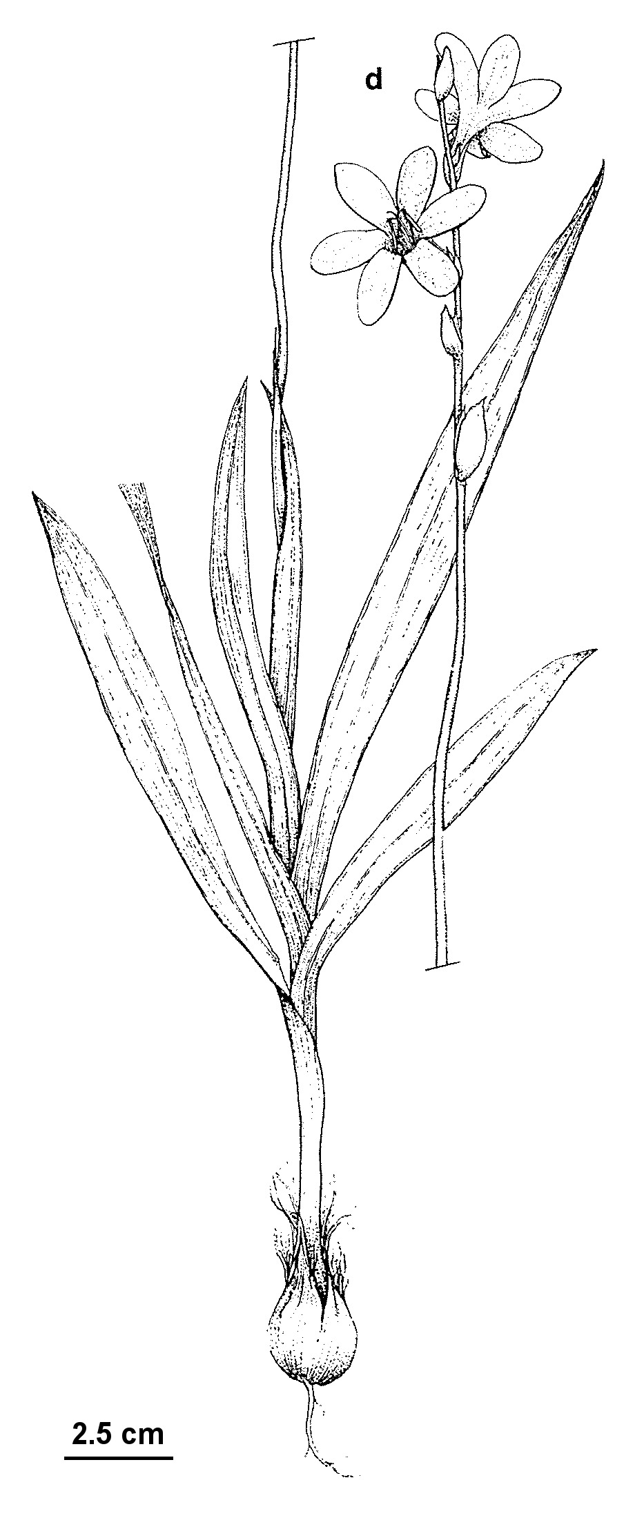 Tritonia gladiolaris (hero image)