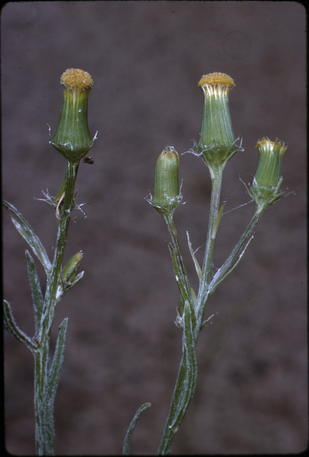 Senecio macrocarpus (hero image)