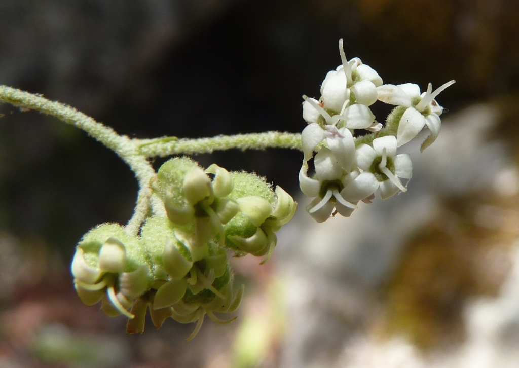 Astrotricha linearis subsp. 1 (hero image)