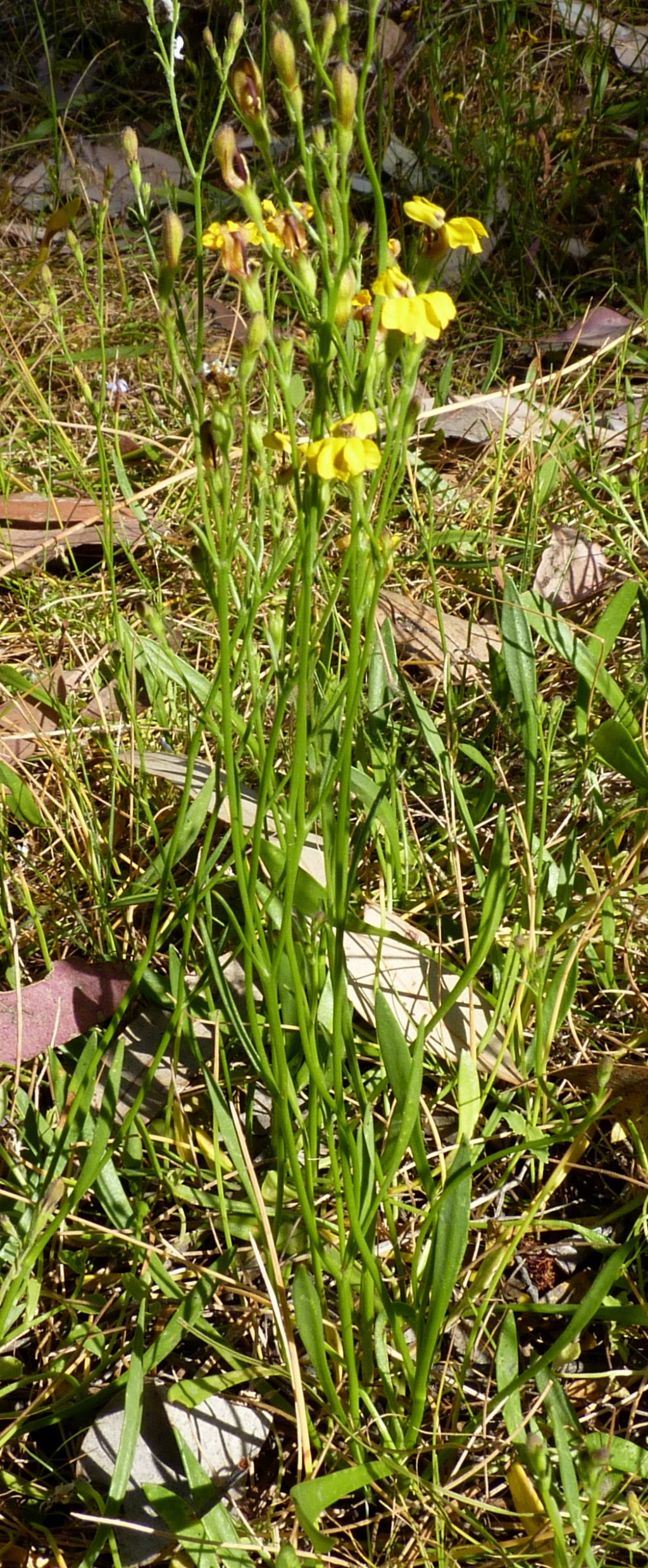 Goodenia macbarronii (hero image)