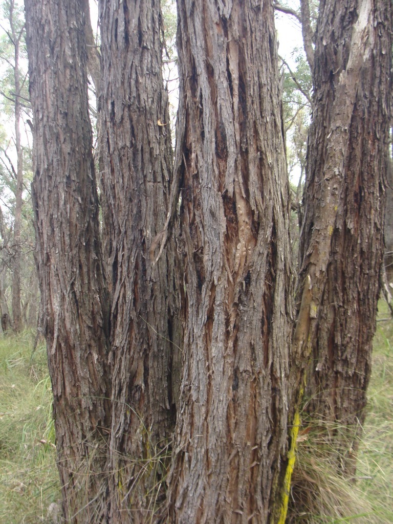 Eucalyptus fulgens (hero image)