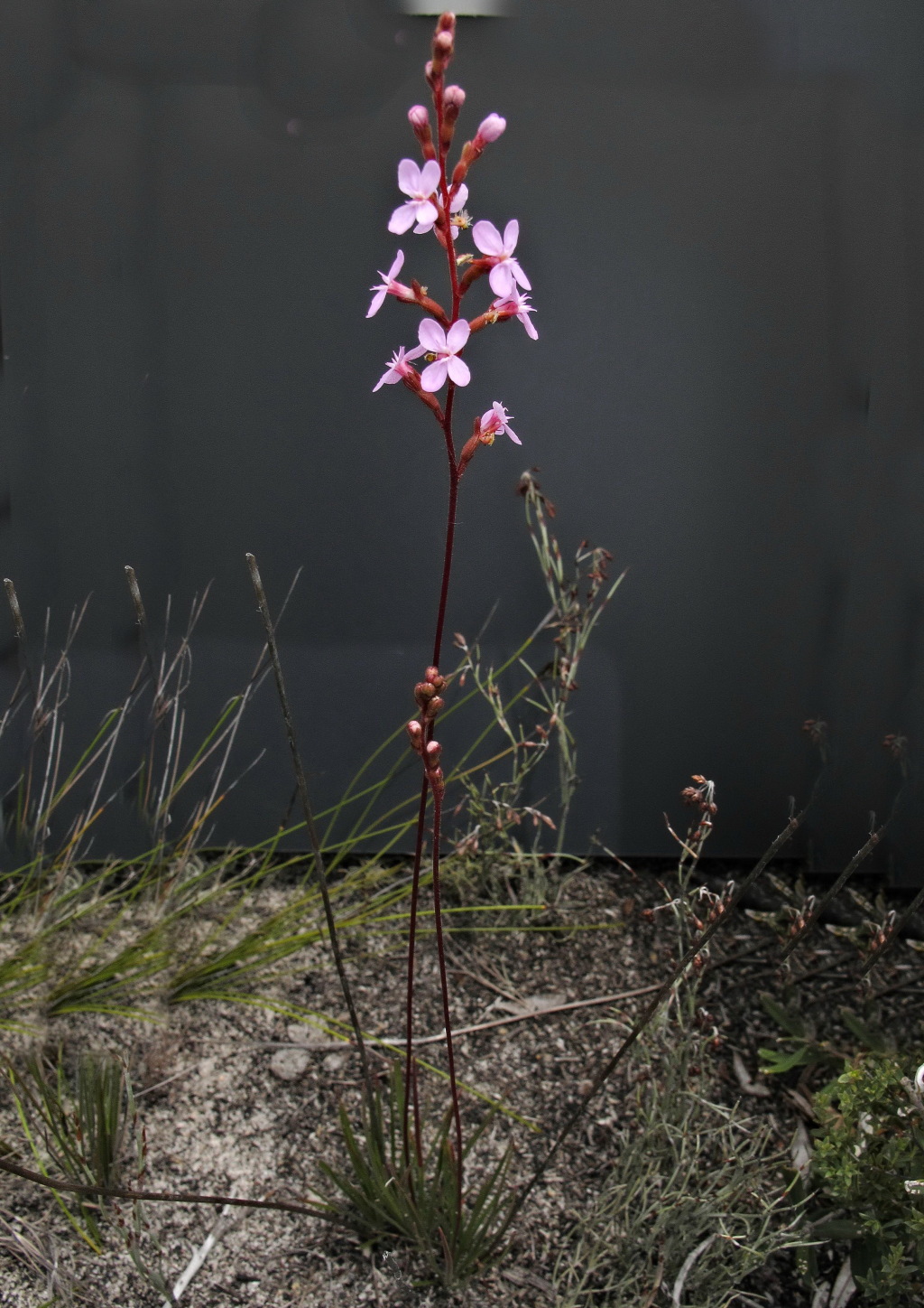 Stylidium graminifolium (hero image)