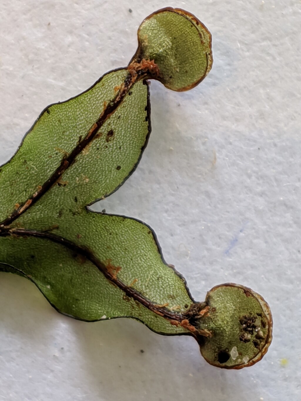 Hymenophyllaceae (hero image)