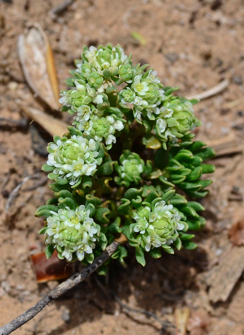 Poranthera leiosperma (hero image)