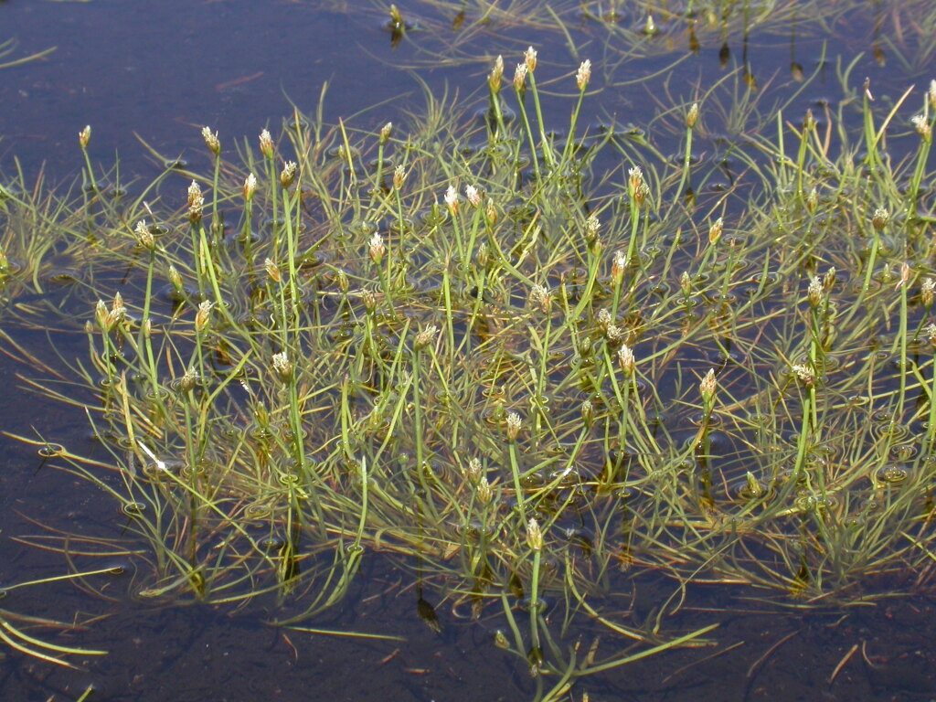 Isolepis crassiuscula (hero image)